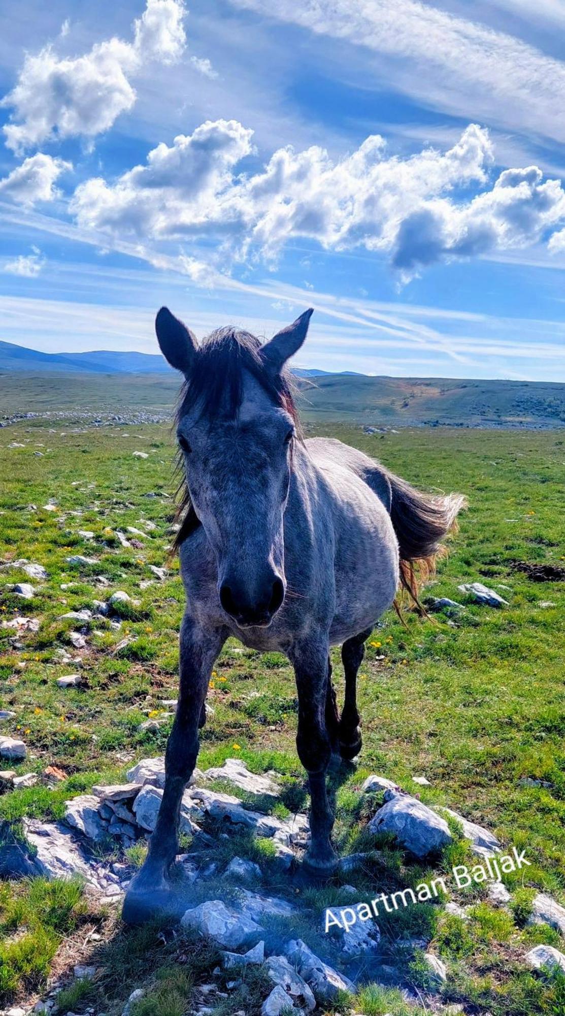 Apartman Baljak Livno Exterior foto